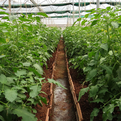 Domates Bitki Büyüme Tüneli Plastik Sera Örtüsü UV İşlemli