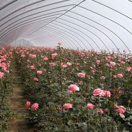 Çiçek Tüneli Plastik Sera Sebze Yetiştiriciliği Tek Açıklıklı Sera