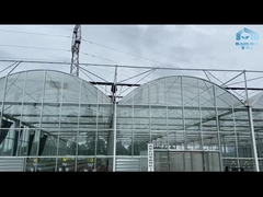 Hidroponik Domates Salatalık Çiçeği Venlo Otomatik Multispan Cam Sera