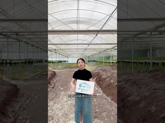 Çilek için çoklu kaplamalı sera