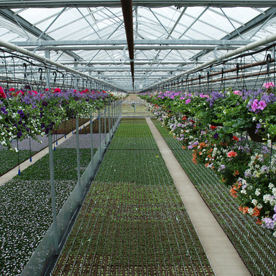 Soğutma Pedi ile Çok Açıklıklı Venlo Cam Sera Büyüyen Tarım Bitkileri