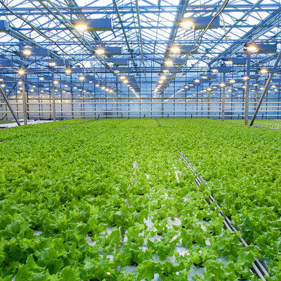 Soğutma Pedi ile Çok Açıklıklı Venlo Cam Sera Büyüyen Tarım Bitkileri