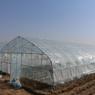 Sebze Bitkileri için Galvanizli Çelik Çerçeve Tüneli Plastik Film Sera Büyüyor
