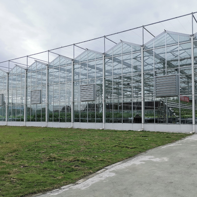 Tarım Çiçek Sera Camı Endüstriyel Açık Multispan Cam Çiçek Dikim İçin Profesyonel Hollandalı Sera