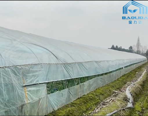 Biber Soğanı Yetiştiriciliği İçin Tek Açıklıklı Poli Sera Tarımını Temizle