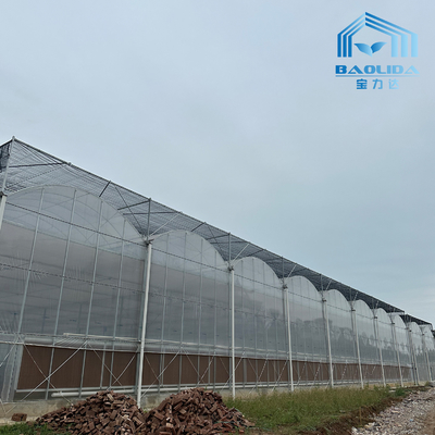 Akıllı Galvanizli Tüp Çelik Boru Domates Plastik Film Kemer Serası Tarımsal Çoklu Aralıklı Serası Satılık