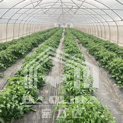 Çiçek ve sebze yetiştirme projeleri için 6x15m tünel sera