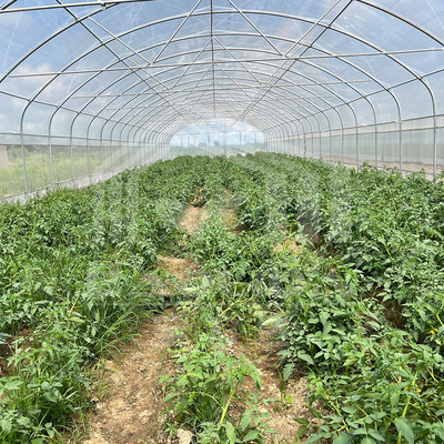 Çiçek ve sebze yetiştirme projeleri için 6x15m tünel sera