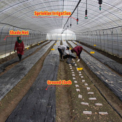 Serre Gewachshaus Sklenik Serra Invernadero Sebze yetiştirme seraları