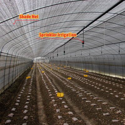 Serre Gewachshaus Sklenik Serra Invernadero Sebze yetiştirme seraları