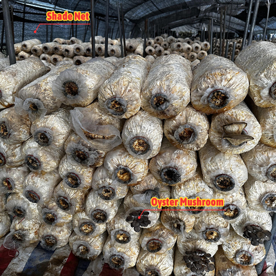 Karanlık Perde Yeşil Ev Siyah Tarımsal seralar Mantar için tünelleme