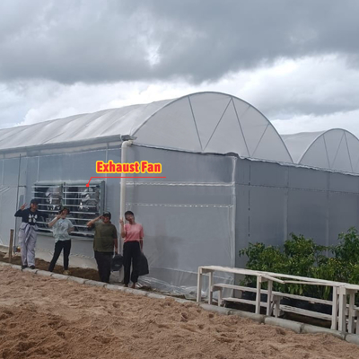 Çiçek ve sebze yetiştirme sera Quonset kulübe konservatuar yetiştirme evi Çukurla bağlantılı Çatı havalandırması olan büyük seralar