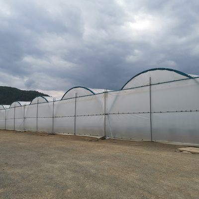 BAOLIDA Çok Açıklıklı Sera 10-70m Çilek Yetiştiriciliği için