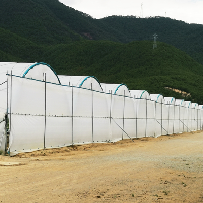 BAOLIDA Çok Açıklıklı Sera 10-70m Çilek Yetiştiriciliği için