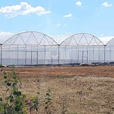 Büyük Multi-Span PE Sera 50-100m Uzunluk 7-10m Genişlik