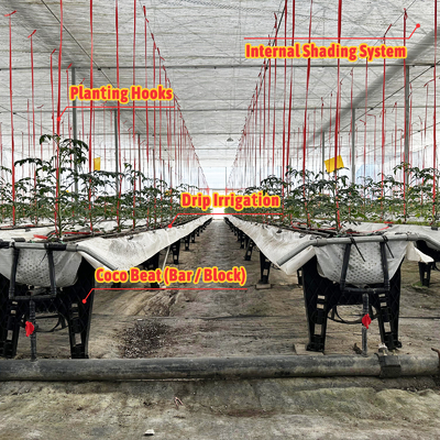 Galvanizli Çelik Çerçeve Sera 6m-12m Span 150/200mikron PE Filmi ile