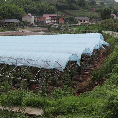 Large Size Multi-Span Greenhouse with PE Material for Grape and Cherry Cultivation