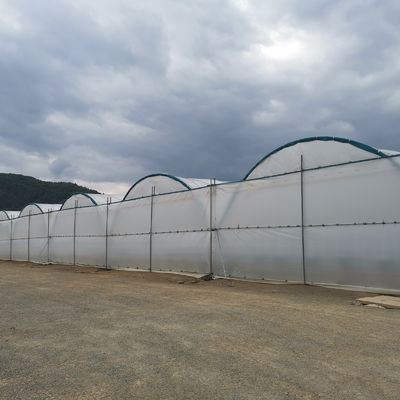 Large Size Multi-Span Greenhouse with PE Film Covering and Hot Galvanized Steel Frame for Fruits Growing