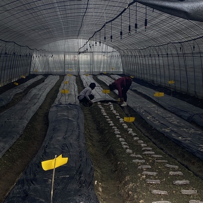 Mantar Yetiştiriciliği için Yan Havalandırma Plastik Film Düşük Tünel Sera Tek Açıklık