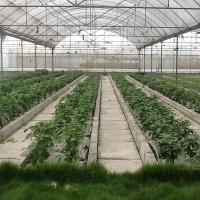 Rüzgara Dayanıklı Tarım Tesisleri Hidroponik Sistemle Büyüyen Poli Film Çok Açıklıklı Sera